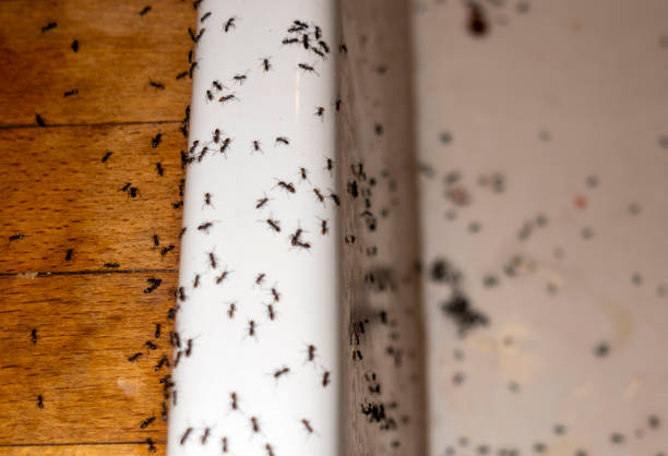 Wasp Removal Services in Elroy, WI