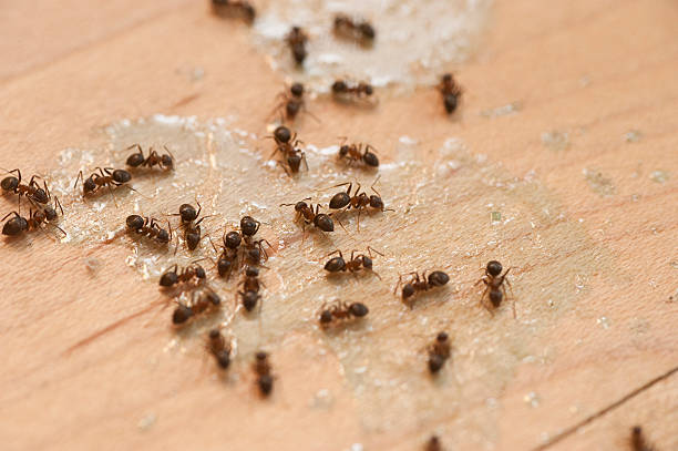 Best Affordable Pest Control Services  in Elroy, WI